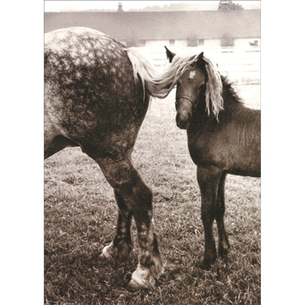 Hang In There/ Support/ Encouragement Greeting Card - Foal Under Horse's Tail
