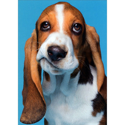 Feel Better/ Get Well Greeting Card - Frowning Beagle Dog