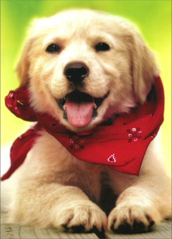 Thank You Greeting Card - Dog with Scarf