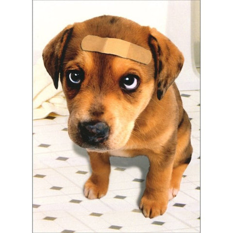 Get Well Greeting Card - Band Aid Dog