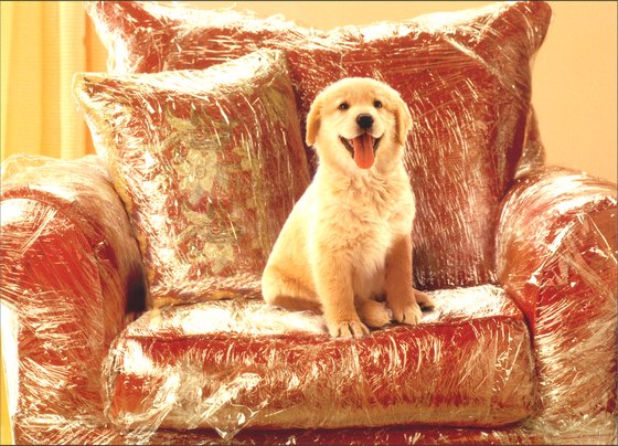New Pet Greeting Card - Puppy in Plastic Covered Chair