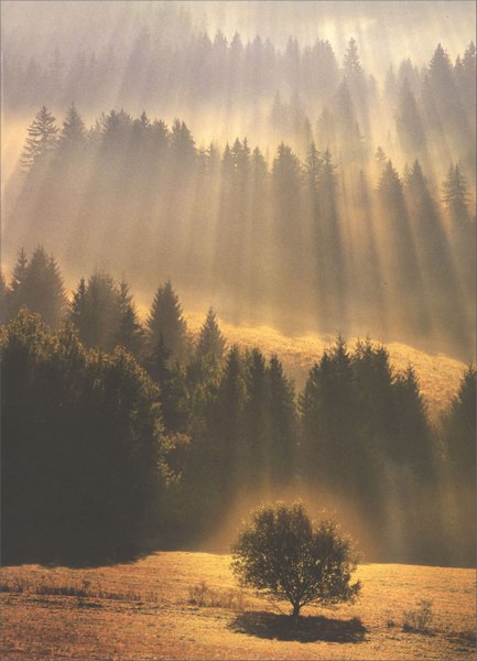 Sympathy Greeting Card - Sunray Forest