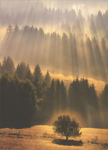 Sympathy Greeting Card - Sunray Forest