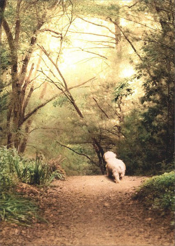 Sympathy Greeting Card - White Dog on Path