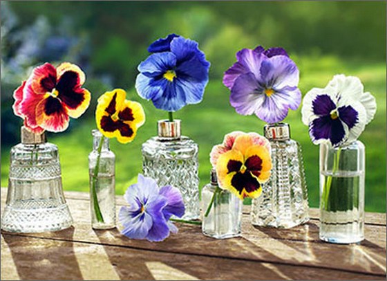 Blank Greeting Card - Pansies in Glass Bottles