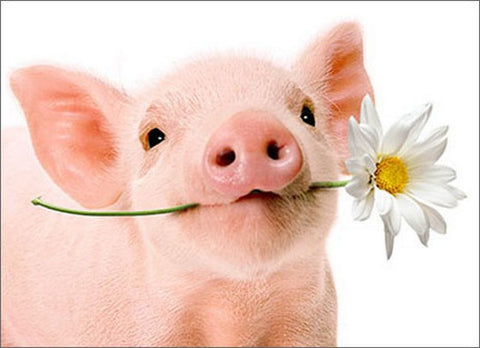 Blank Greeting Card - Pig Holds Flower