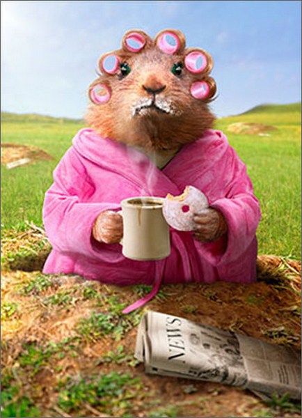 Just Funny Greeting Card - Morning Ground Hog