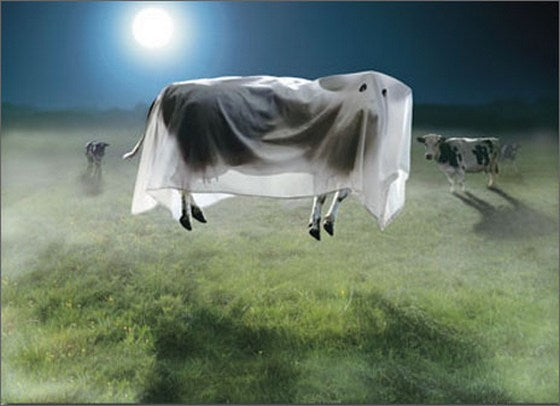 Halloween Greeting Card - Ghost Cow