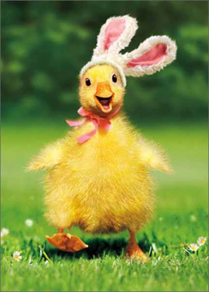 Easter Greeting Card - Duckling Bunny