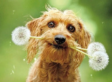 Blank Greeting Card - Dog with Fluffy Dandelions