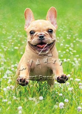 Valentine's Day Greeting Card  - Frenchie Running