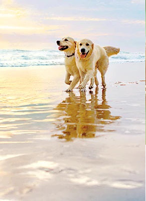 Anniversary Greeting Card  - Golden Dogs on Beach