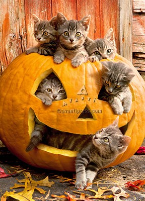 Halloween Greeting Card - Kittens in Jack O Lantern