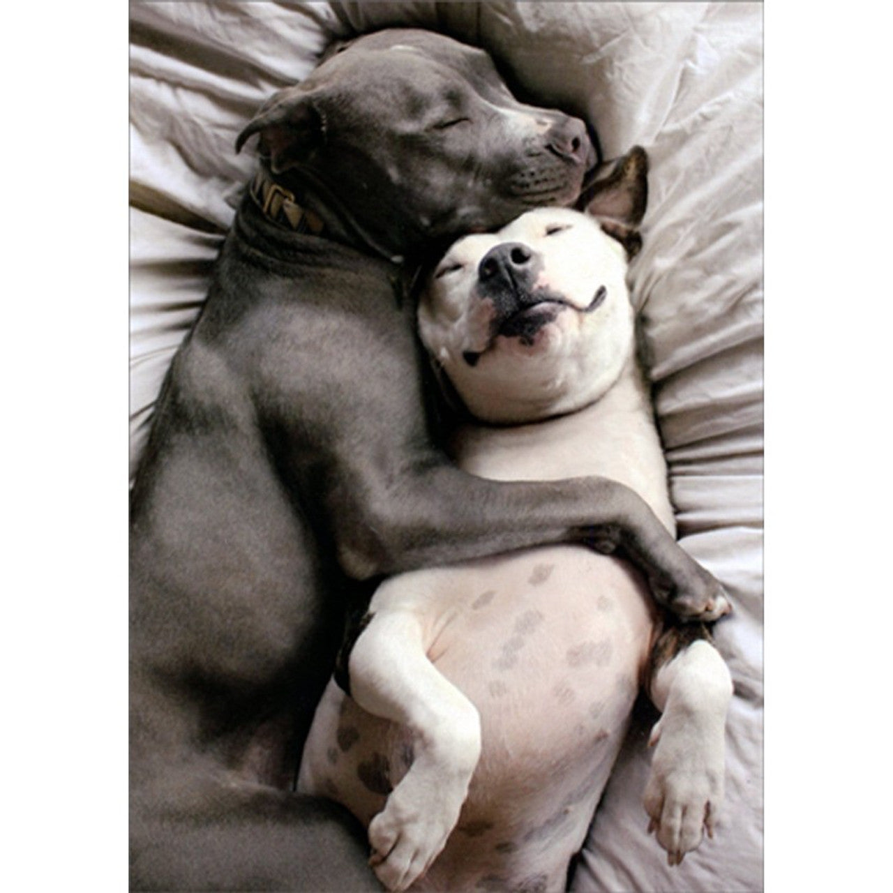 Romance Greeting Card - Two Dogs Snuggling